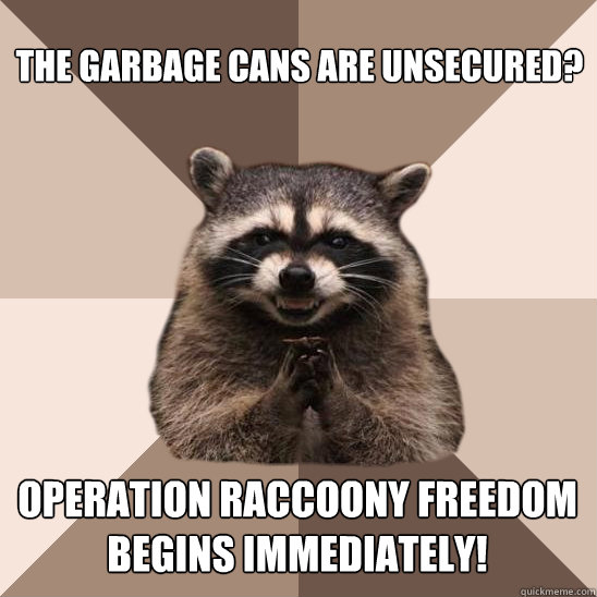 the garbage cans are unsecured operation raccoony freedom b - Evil Plotting Raccoon