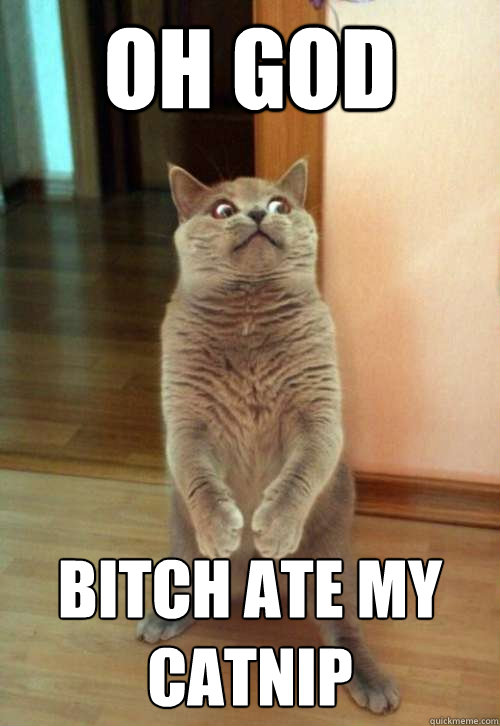 oh god bitch ate my catnip - Horrorcat