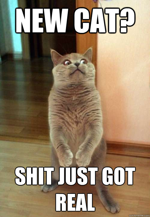 new cat shit just got real - Horrorcat