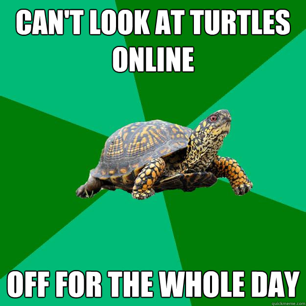 cant look at turtles online off for the whole day - Torrenting Turtle