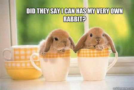 did they say i can has my very own rabbit -