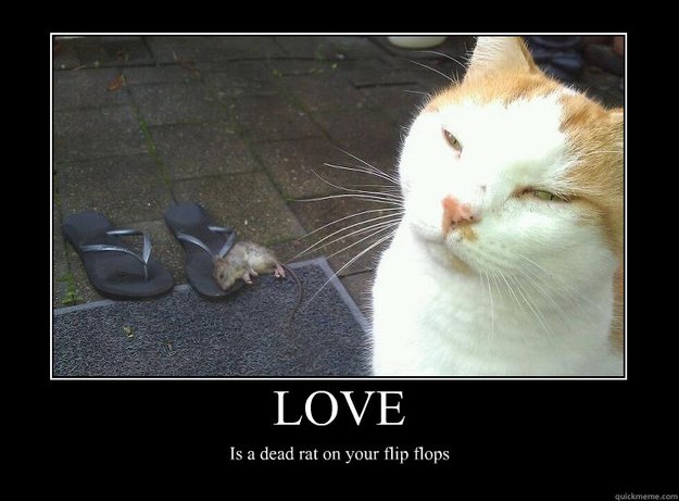 Dead Lolcat