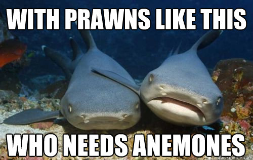 with prawns like this who needs anemones - Compassionate Shark Friend