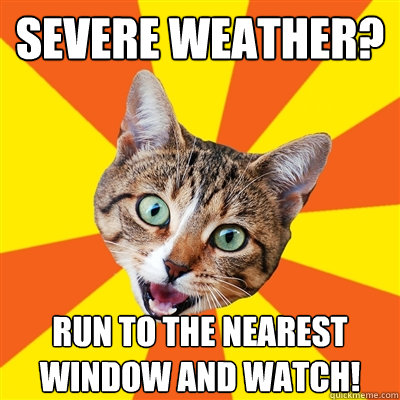 severe weather run to the nearest window and watch - Bad Advice Cat