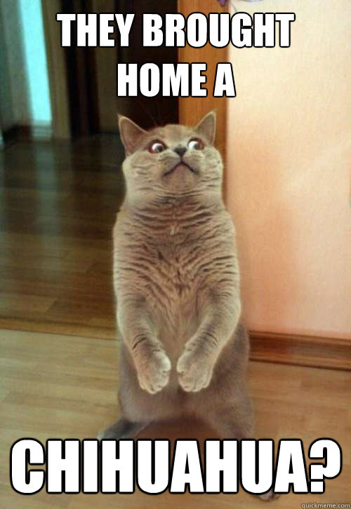 they brought home a chihuahua - Horrorcat