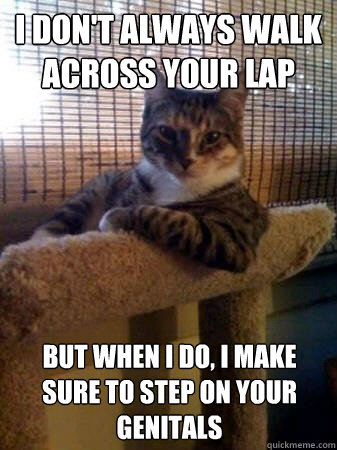 i dont always walk across your lap but when i do i make su - The Most Interesting Cat in the World