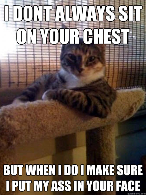 i dont always sit on your chest but when i do i make sure i - The Most Interesting Cat in the World