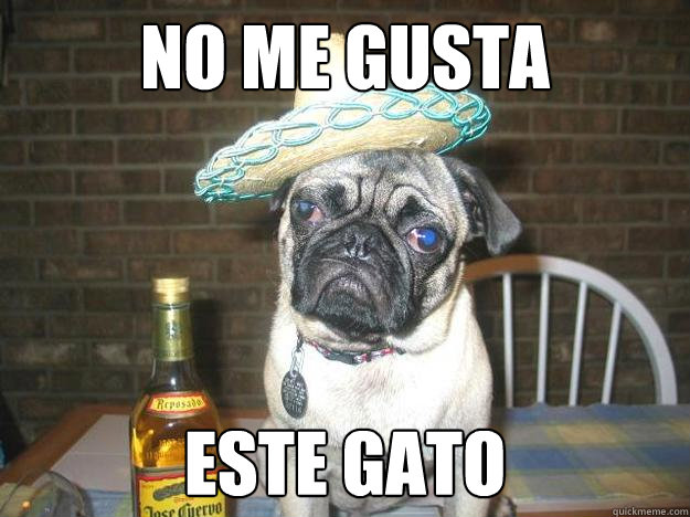 no me gusta este gato - Vacation dog