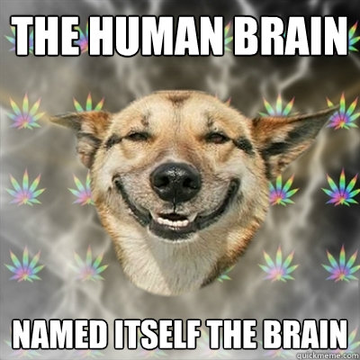 the human brain named itself the brain - Stoner Dog