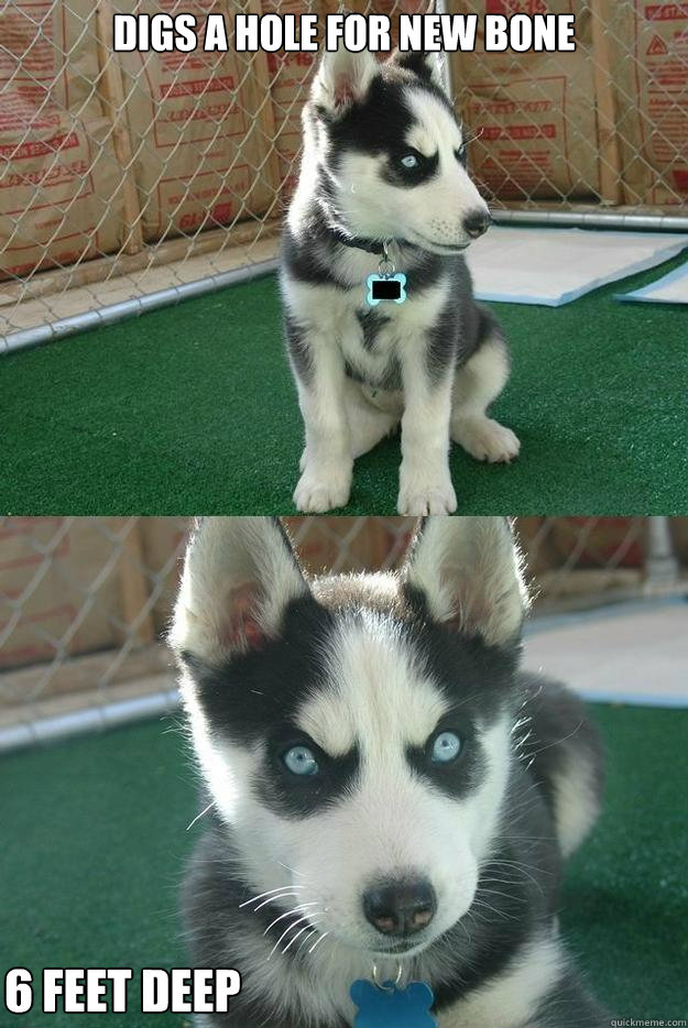 digs a hole for new bone 6 feet deep - Insanity puppy