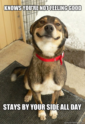 knows youre not feeling good stays by your side all day - Good Dog Greg