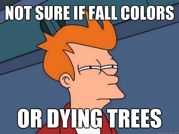 not sure if fall colors or dying trees - Futurama Fry