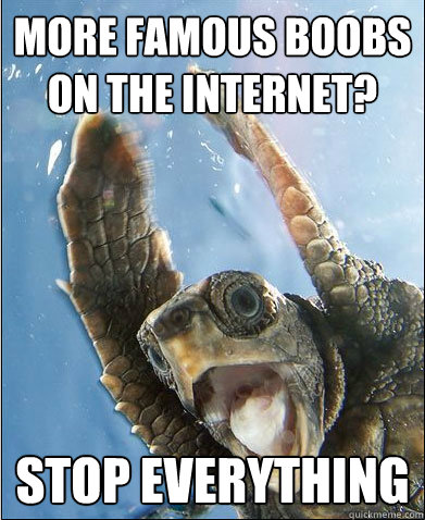 more famous boobs on the internet stop everything - Stop Everything Turtle