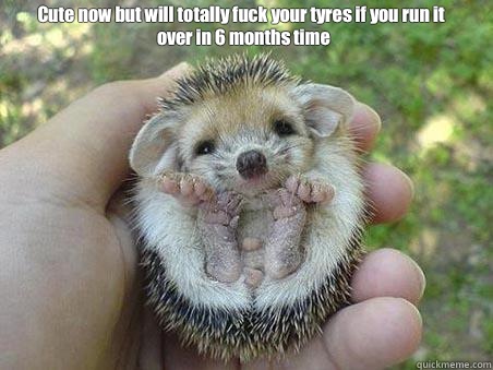 Cute now but will totally fuck your tyres if you run it over - Egel
