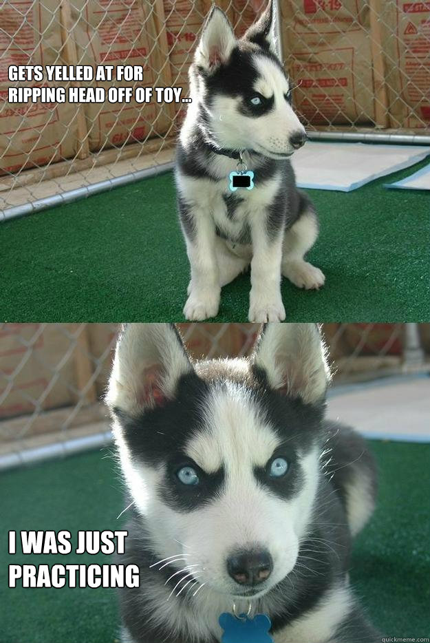 gets yelled at for ripping head off of toy i was just pra - Insanity puppy