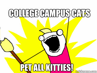 college campus cats pet all kitties - All The Things