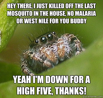 hey there i just killed off the last mosquito in the house - Misunderstood Spider