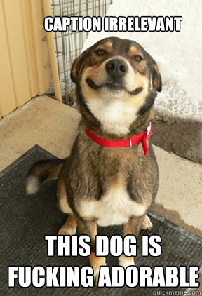 caption irrelevant this dog is fucking adorable - Good Dog Greg