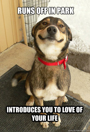 runs off in park introduces you to love of your life - Good Dog Greg