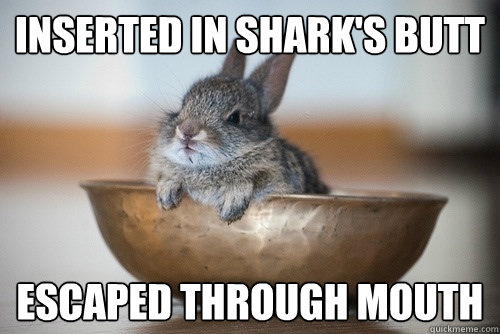 inserted in sharks butt escaped through mouth - Baby Bunnys Been To Hell and Back