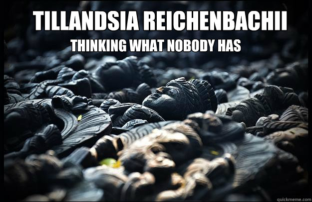 tillandsia reichenbachii thinking what nobody has thought - 