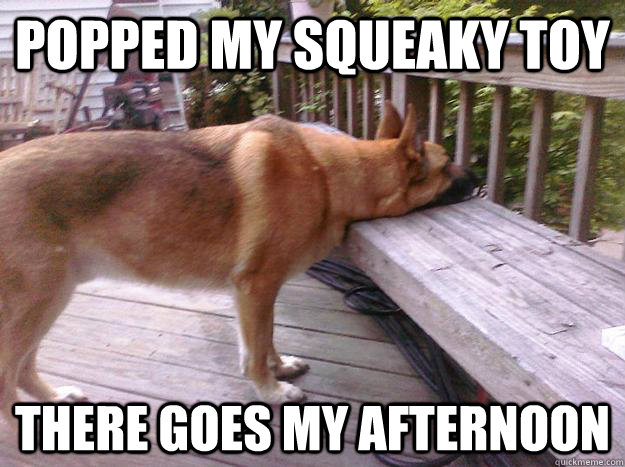 popped my squeaky toy there goes my afternoon - First World Dog problems