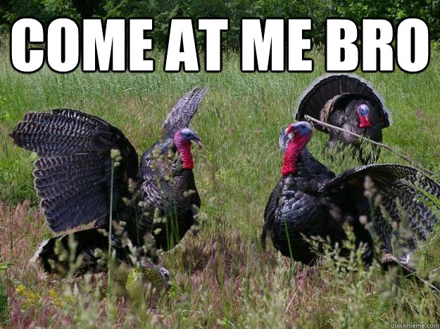 come at me bro - Intimidating Turkey