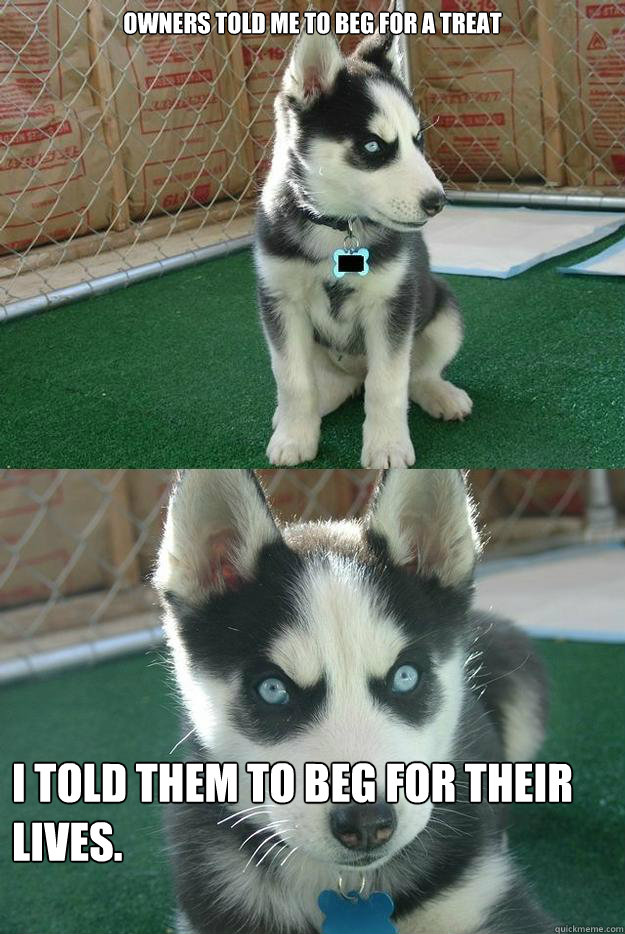 owners told me to beg for a treat i told them to beg for the - Insanity puppy