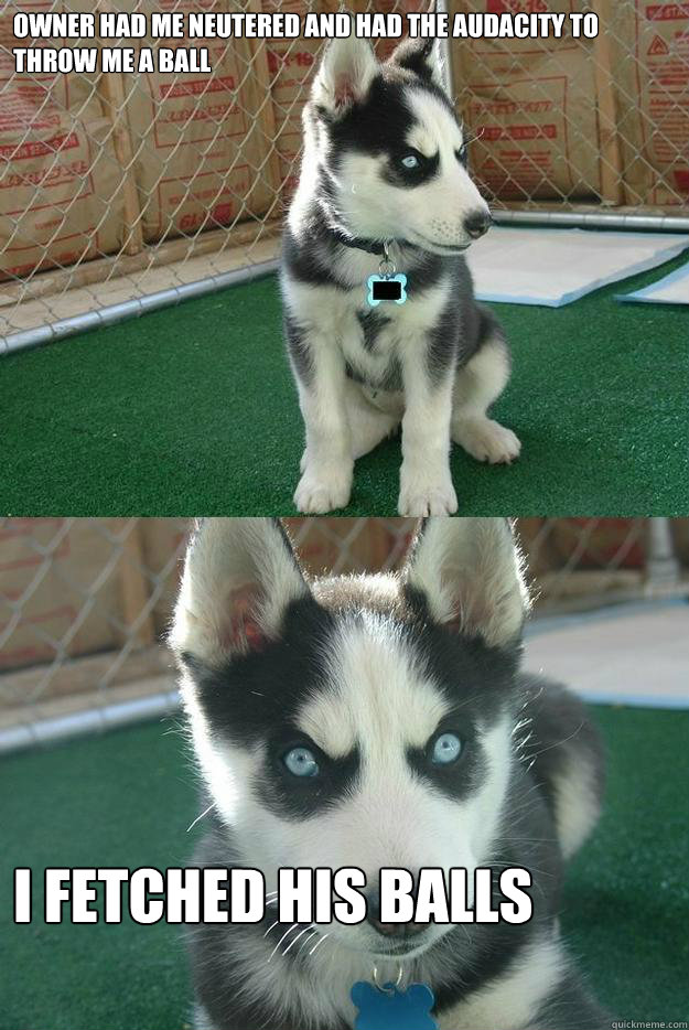 owner had me neutered and had the audacity to throw me a bal - Insanity puppy