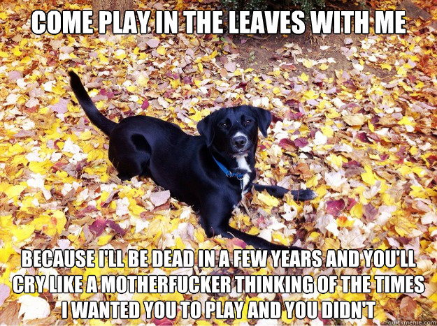 come play in the leaves with me because ill be dead in a fe - Guilt Giving Good Dog