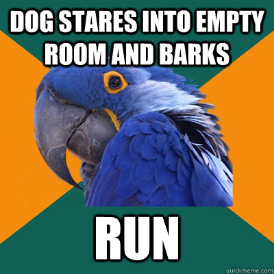 dog stares into empty room and barks run - Paranoid Parrot