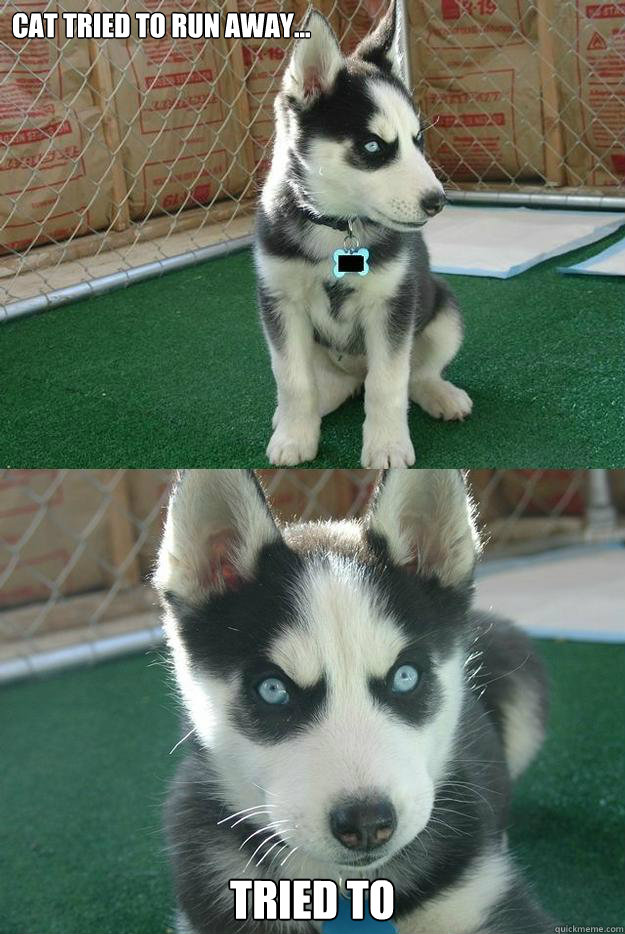 cat tried to run away tried to - Insanity puppy
