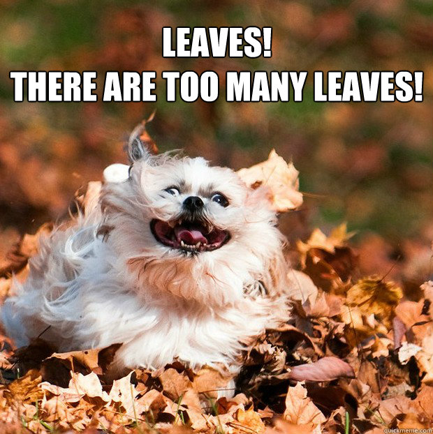 leaves there are too many leaves - Puppy in the Leaves