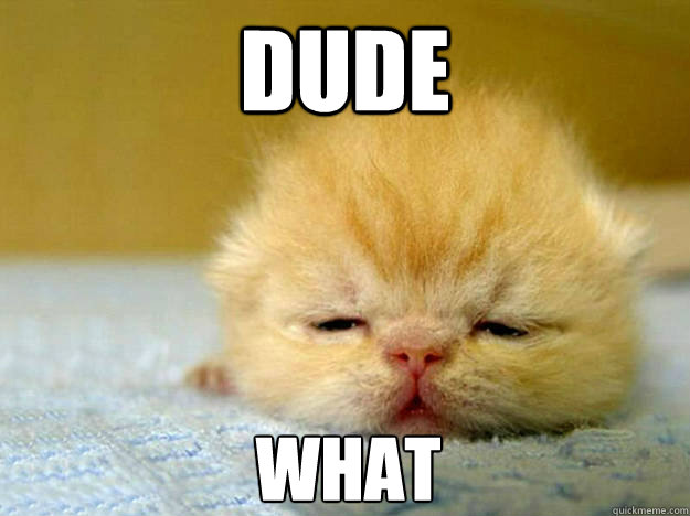 dude what - Stoned Kitten