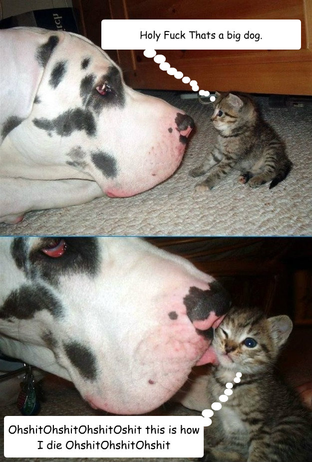 holy fuck thats a big dog ohshitohshitohshitoshit this is h - David And Goliath