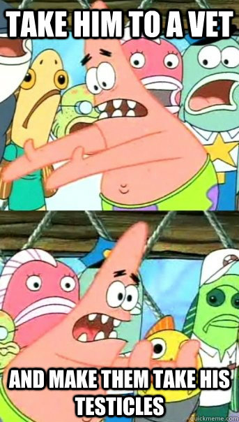 take him to a vet and make them take his testicles - Push it somewhere else Patrick