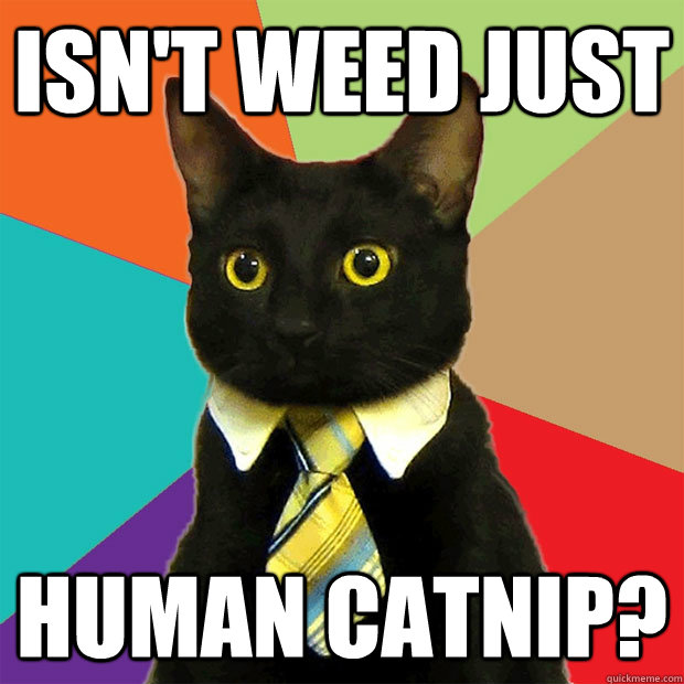 isnt weed just human catnip - Business Cat