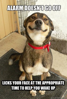 alarm doesnt go off licks your face at the appropriate time - Good Dog Greg