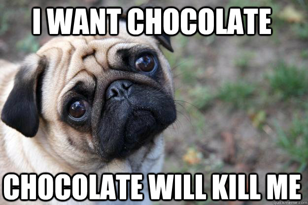i want chocolate chocolate will kill me - First World Dog Problems