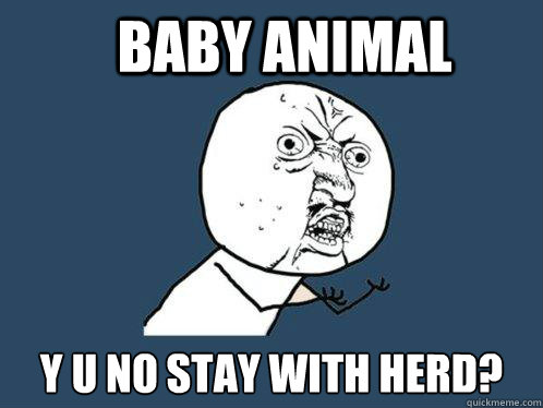 baby animal y u no stay with herd - Y U No