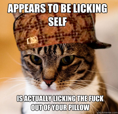 appears to be licking self is actually licking the fuck out - Scumbag Cat