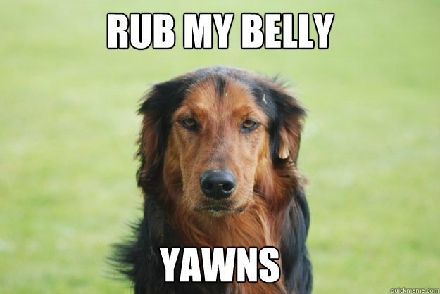 rub my belly yawns - Careless Canine