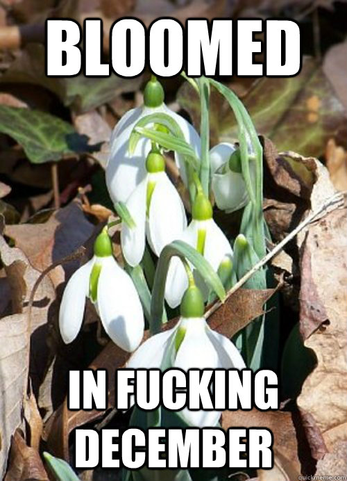 bloomed in fucking december - Hipster Spring Flower