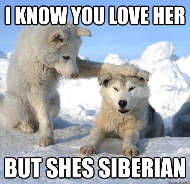 i know you love her but shes siberian - Caring Husky