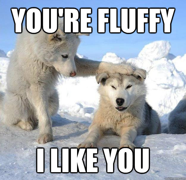 youre fluffy i like you - Caring Husky