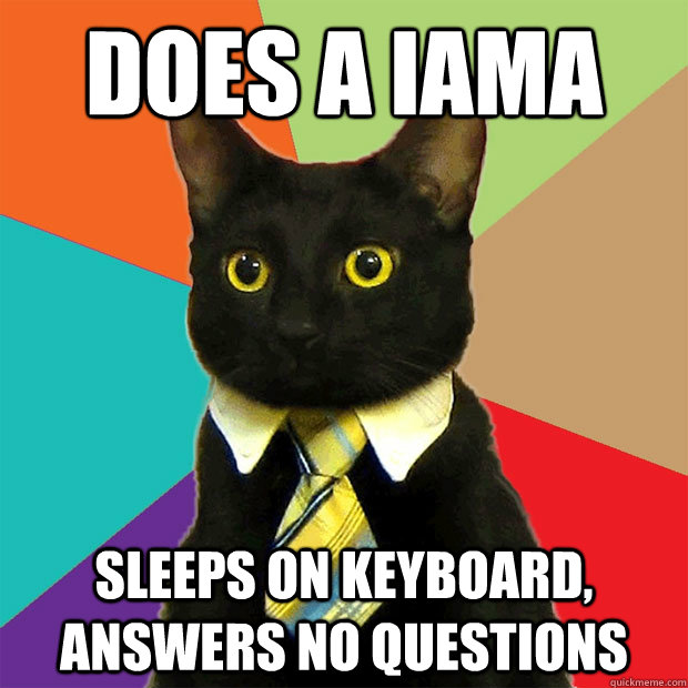 does a iama sleeps on keyboard answers no questions - Business Cat