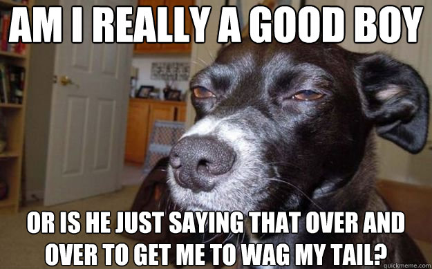 am i really a good boy or is he just saying that over and ov - Skeptical Mutt