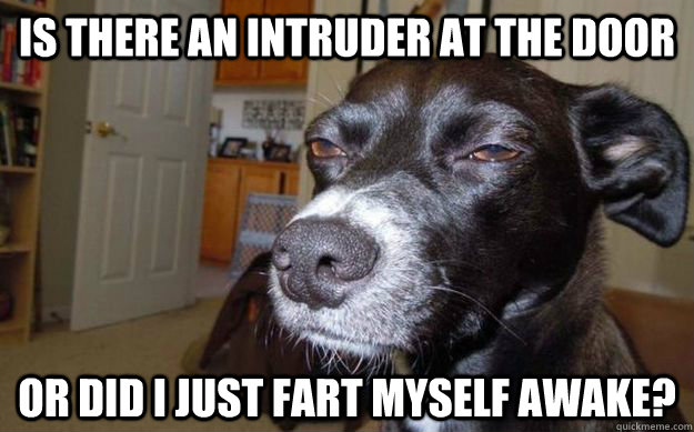 is there an intruder at the door or did i just fart myself a - Skeptical Mutt