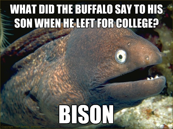 what did the buffalo say to his son when he left for college - Bad Joke Eel