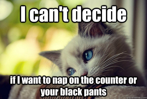 i cant decide if i want to nap on the counter or your blac - First World Problems Cat